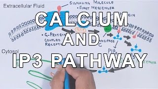 Calcium amp IP3 Pathway [upl. by Queston85]