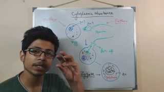 MITOSIS CYTOKINESIS AND THE CELL CYCLE [upl. by Shiekh973]