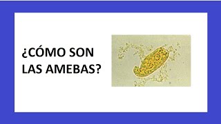 Las AMEBAS  Microbiología [upl. by Grobe668]