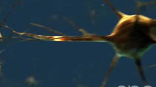 Neuron  3D Medical Animation  ABP © [upl. by Suiluj]