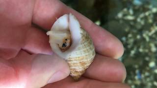 Marine Animal Adaptations Sea Snails [upl. by Ylle]