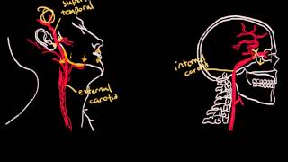 Temporal Arteritis [upl. by Sparky]