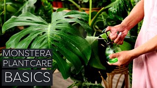 Monstera Deliciosa Plant Care Beginner Swiss Cheese Plant Tips [upl. by Allenaj]