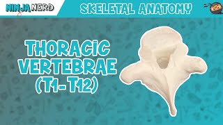 Thoracic Vertebrae T1T12 Anatomy [upl. by Enamrahs]