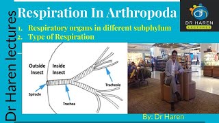 Respiration in Arthropoda [upl. by Adnilahs]