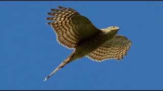 Sparrowhawk Bird Call Bird Song [upl. by Eentirb784]