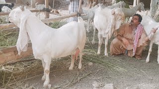 Gulabi Goats Complete Documentary [upl. by Margaretha]