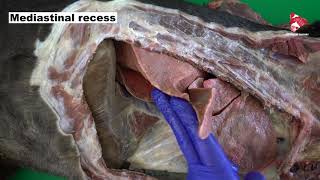 Anatomy of the thorax dog respiratory system part 2 [upl. by Rosabelle]