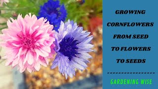 Growing Cornflowers from seeds to beautiful flowers and to harvesting seeds  Cornflowers in a pot [upl. by Nnitsuj889]