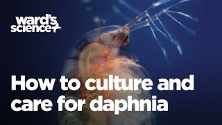 Caring and Culturing for Daphnia [upl. by Anaytat288]