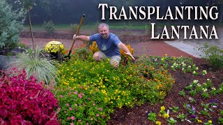 Transplanting Lantana Perennials [upl. by Yrmac84]