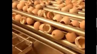 How its Made Hatchery Chicks [upl. by Spielman]