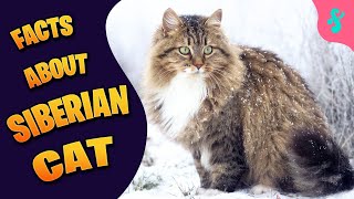 10 Facts About Siberian Cats  Furry Feline Facts [upl. by Paviour751]