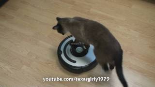 Cat shows HOW TO use iRobot Roomba Vacuum [upl. by Asatan]