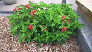 Propagating Lantana From Cuttings [upl. by Jeremiah]