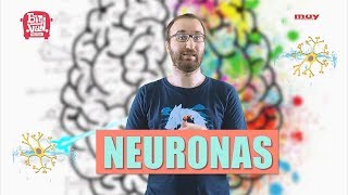 Las neuronas  Neurocosas 18 [upl. by Shanon]