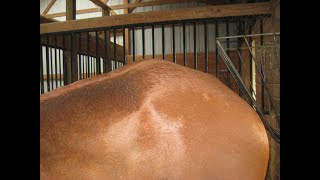 Sacroiliac Joint Pain in Horses [upl. by Verla]