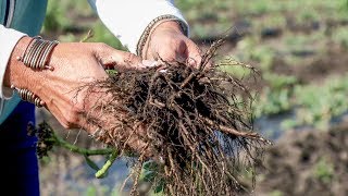 Growing Rhodiola Rosea Arctic Root [upl. by Elleirad]