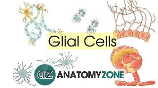 Glial Cells  Neuroanatomy Basics  Anatomy Tutorial [upl. by Petrina74]