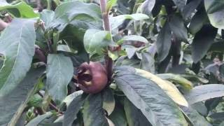 Medlar Tree in the Permaculture Garden [upl. by Lehacim]