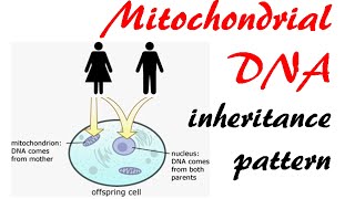 AS Biology  Cell cycle OCR A Chapter 61 [upl. by Andre]