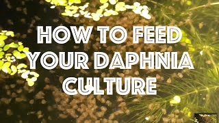 How To Feed Your Daphnia Culture [upl. by Aspa]