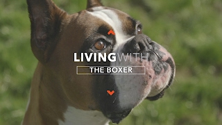 ALL ABOUT LIVING WITH BOXER DOGS [upl. by Aicinad]