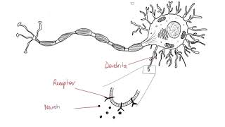 NEURONA ESTRUCTURA FUNCIÓN CLASIFICACIÓN ¡FÁCIL Y SENCILLO [upl. by Nortna297]