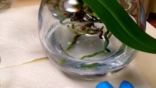 Fertilizing tips for orchids in full water culture [upl. by Nawj]