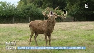 ANIMAUX amp NATURE  En IndreetLoire les animaux de la forêt ont leur domaine [upl. by Verile]