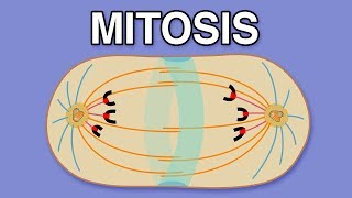 Cytoplasm  USMLE Cell Physiology Animations [upl. by Ulrike]