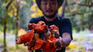 JACKPOT OF WILD VIBRANT MUSHROOMS Into A Masterpiece Dish  Lobster Mushrooms [upl. by Etnecniv]