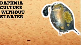 HOW TO CULTURE DAPHNIA NATURALLY WITHOUT A STARTER [upl. by Asilram]