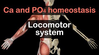 Calcium and Phosphate homeostasis [upl. by Eenyaj88]