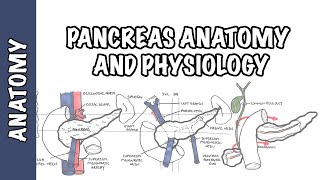 Pancreas Clinical Anatomy and Physiology [upl. by Fadil]