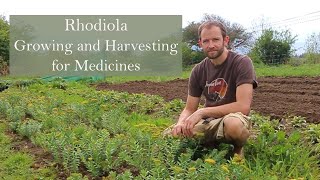 Rhodiola rosea growing by herbalist Ross Hennessy [upl. by Eleonora]