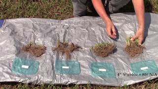 Part 2 Improving Mature Bahiagrass Quality with Grazing Management [upl. by Adnimra]