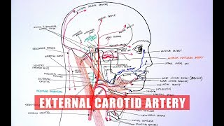 ANATOMY Tutorial  External Carotid Artery Branches [upl. by Bish502]