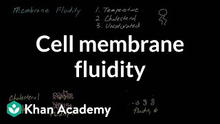 Cell membrane fluidity  Cells  MCAT  Khan Academy [upl. by Procto]