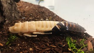 Cockroach Molting [upl. by Loram244]