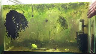 Scuds Daphnia Cherry Shrimp Copepods My aquatic food culture [upl. by Tawney]