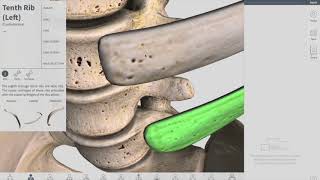 Joints of Thorax  Thorax part 3 Anatomy [upl. by Oralia]