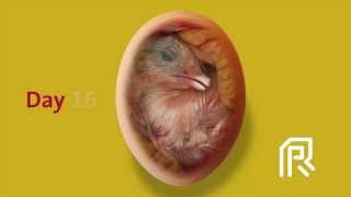 Embryonic development of the chicken [upl. by Rednazxela]