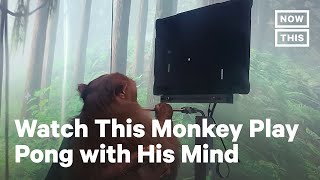 Monkey Plays Pong With Elon Musks Neuralink Co [upl. by Ahtoelc291]