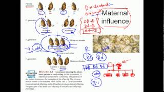 Cytoplasmic inheritance [upl. by Eiramasil369]