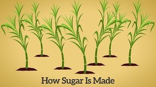 How Cane Sugar Is Made [upl. by Ydak]