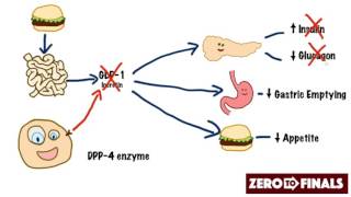 How does sitagliptin work DPP4 inhibitors and GLP1 mimetics [upl. by Otreblif]