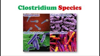 Microbiology  Clostridium Species ✍ 📋 [upl. by Lola155]