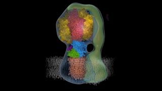 Molecular animation of ATP synthase [upl. by Thetos]