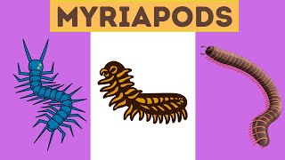 Myriapods Characteristics [upl. by Northington943]